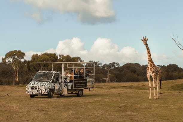 See the giraffes, zebras and rhino's at Werribee Open Range